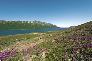 Russia, Kamchatka Peninsula, Russian Far East, Sea of Okhotsk, Pavla Bay, summer