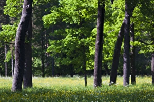Images Dated 8th June 2011: Russia, Saint Petersburg, Pushkin-Tsarskoye Selo, palace grounds