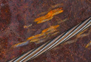 Oxidation Prints: Rust abstract