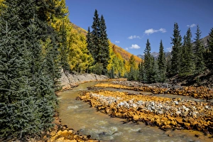 Rusted Prints: Rusted red rocks along Ironton Creek of golden autumn aspen trees and evergreens