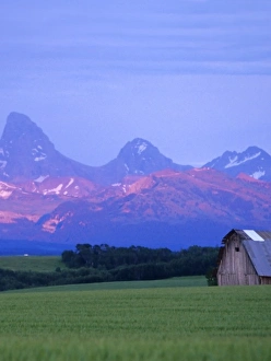 Rustic barn sits in green wheat field while Teton Mountain Range catches dramatic Rustic barn sits in green wheat field while Teton Mountain Range catches dramatic