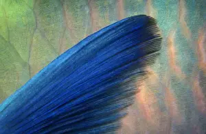 Submerged Prints: Rusty parrotfish (Scarus ferrugineus) pectoral fin, Um Halhla, Red Sea, Egypt