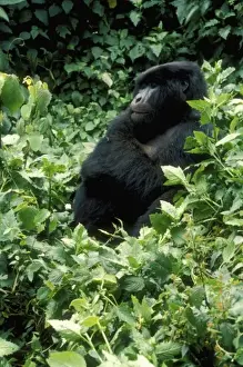 Gorilla Prints: Rwanda, Mikono, mountain gorilla ( Gorilla gorilla beringei), March