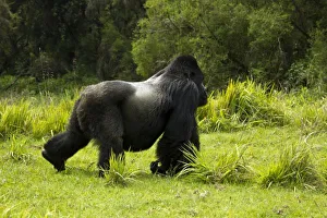Images Dated 25th October 2010: Rwanda, Volcanoes National Park. Mountain Gorillas (Gorilla beringei beringei) Sabyinyo