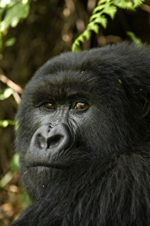 Rwanda Prints: Rwanda, Volcanoes National Park. Mountain Gorillas (Gorilla beringei beringei) blackback