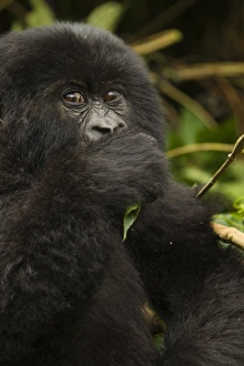 Images Dated 26th October 2010: Rwanda, Volcanoes National Park. Mountain Gorillas (Gorilla beringei beringei) Hirwa