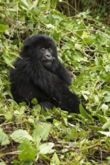 Images Dated 26th October 2010: Rwanda, Volcanoes National Park. Mountain Gorillas (Gorilla beringei beringei) Hirwa