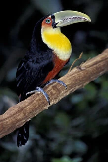 Images Dated 1st September 2003: S. A. Brazil, Iguasuu Falls Red Bellied Tucan