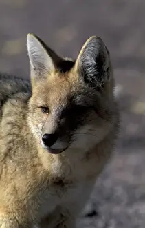 Altiplano Prints: SA, Chile, Altiplano, P. N. Los Flamencos Andean fox (Pseudalopex culpaeus)