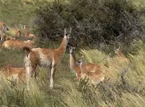 Rest Prints: SA, Chile, Patagonia, Torres del Paine NP Herd of guanacos