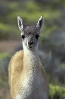 Watch Prints: SA, Chile, Torres Del Paine NP Guanaco (lama guanicoe)