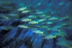 SA, Colombia, Malpelo Island Blue and gold snapper (Lutjanus viridis)