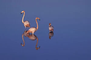 Images Dated 19th March 2004: SA, Ecuador, Galapagos Islands American flamingos (P. ruber) and their reflections
