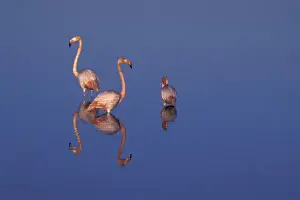 Neck Prints: SA, Ecuador, Galapagos Islands American flamingos (P. ruber) and their reflections