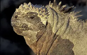 Herbivorous Prints: SA, Ecuador, Galapagos Islands Marine iguana (Amblyrhynchus crestatus)