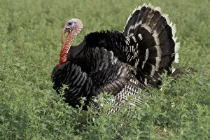 SA, Peru, Ica Turkey on display in field