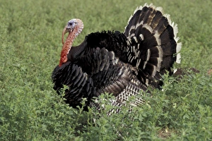 Images Dated 27th January 2004: SA, Peru, Ica Turkey on display in field