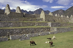 Inca Prints: SA, Peru, Machu Picchu Llama and ruins
