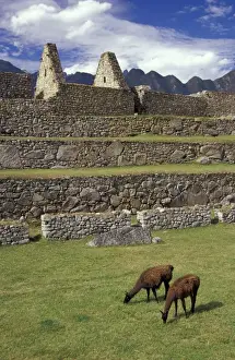 Inca Prints: SA, Peru, Machu Picchu Llamas graze in front of Watchmans House