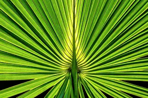 Backlit Prints: Sabal Palm