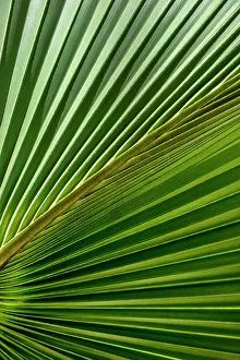 Diagonal Prints: Detail of sabal palm foliage