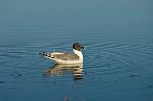 Images Dated 9th June 2006: sabines gull, Xema sabini, fishing in a freshwater lake in the National Petroleum Reserves
