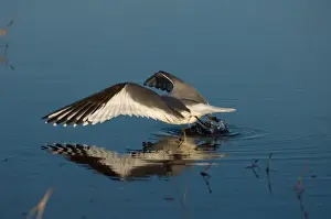 sabines gull, Xema sabini, fishing in a freshwater lake in the National Petroleum Reserves