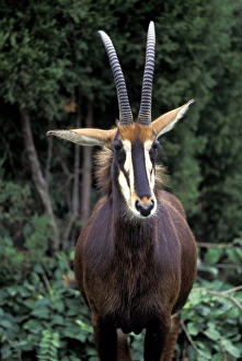 Sable Antelope