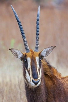 Images Dated 25th November 2023: Sable antelope, a close-up portrait in southern Africa