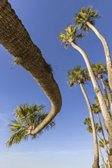Central Florida Prints: Sable palm tree along shoreline of Harney Lake at sunset, Florida