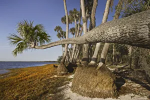 Sable palm tree along shoreline of Harney Lake at sunset, Florida