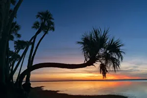 Sable palm tree silhouetted along shoreline of Harney Lake at sunset, Florida