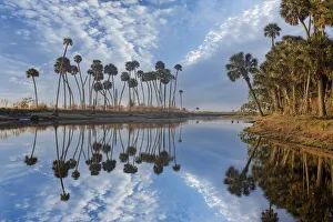 Sable palms reflected on the Econlockhatchee River, a blackwater tributary of the St. Johns River, near Orlando, Florida