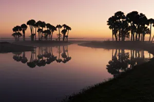 Sable palms silhouetted at sunrise on the Econlockhatchee River, a blackwater tributary of the St. Johns River, near Orlando, Florida