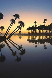 Econlockhatchee River Prints: Sable palms silhouetted at sunrise on the Econlockhatchee River