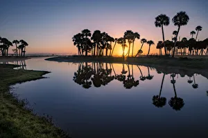 Sable palms silhouetted at sunrise on the Econlockhatchee River, a blackwater tributary of the St. Johns River, near Orlando, Florida