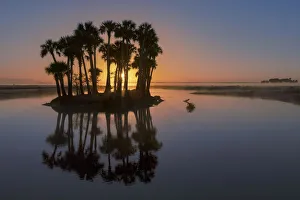 Sable palms silhouetted at sunrise on the Econlockhatchee River, a blackwater tributary of the St. Johns River, near Orlando, Florida
