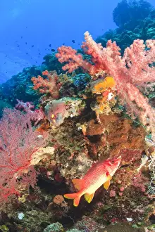 Sabre Squirrelfish (Sargocentron spiniferum) & sSoft Coral Trees, Palau, Micronesia