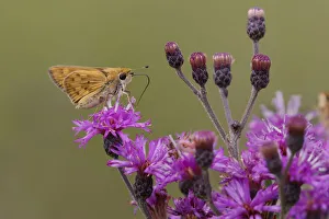 Images Dated 5th September 2020: Sachem skipper on ironweed, Creasey Mahan Nature Preserve, Kentucky
