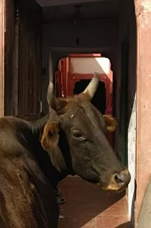 Images Dated 5th November 2006: Sacred cow near a Havelis of Bikaner, Rajasthan, INDIA