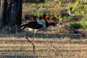 Stork Prints: A saddle-billed stork, Ephippiorhynchus senegalensis