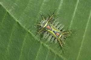 Saddleback moth, Acharia sp. poisonous caterpillar on leaf, Manuel Antonio National Park