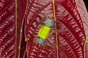 Saddleback Moth Caterpillar (Limacodidae), Yasuni National Park, Amazon Rainforest Saddleback Moth Caterpillar (Limacodidae), Yasuni National Park, Amazon Rainforest