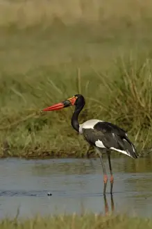 Images Dated 14th October 2005: Saddlebilled stork (Ephippiorhynchus senegalensis) Okavango Delta