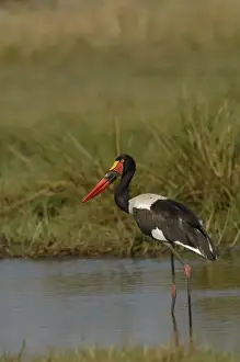 Stork Prints: Saddlebilled stork (Ephippiorhynchus senegalensis) Okavango Delta
