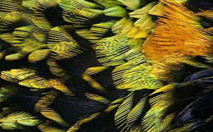 Feathers Prints: Saffron-crested Tanager breast feathers