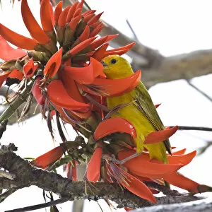 A Saffron Finch in an Indian Coral Tree on the big Island of Hawaii