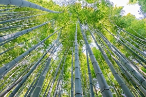 Bamboo Prints: Sagano Bamboo Forest, Arashiyama, Kyoto, Japan