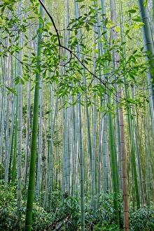 Bamboo Prints: Sagano Bamboo Forest, Arashiyama, Kyoto, Japan