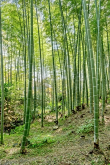 Bamboo Prints: Sagano Bamboo Forest, Arashiyama, Kyoto, Japan